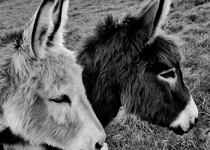 Les Granges Indigo Fossemagne